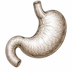 𐰴𐰆𐰺𐰆𐰍𐰽𐰴 (quruğsaq)