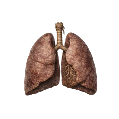 𐰇𐰋𐰚𐰀 (öbkä)