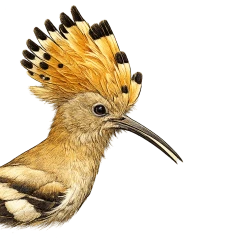 𐰇𐰯𐰏𐰇𐰚 (üpgük)