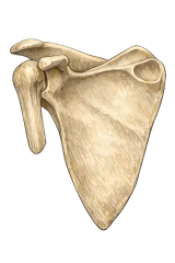 𐰖𐰺𐰣 (yarın)